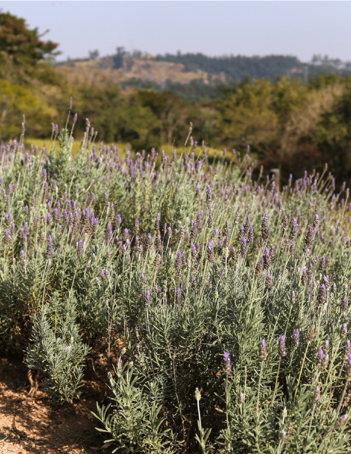 Alecrim e Lavanda